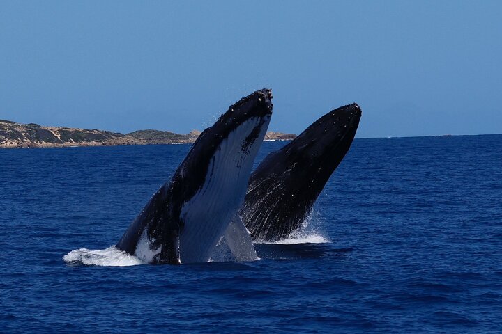 Dunsborough Whale Watching Tour