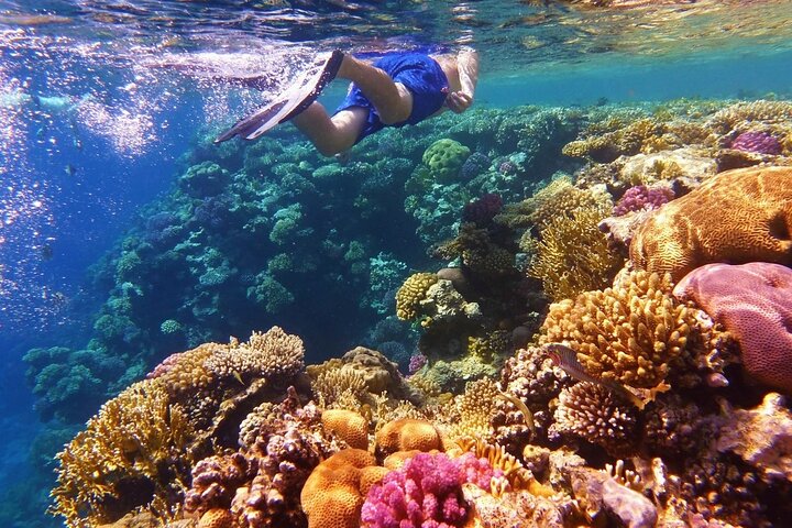 Dimaniyat Islands Snorkeling Tour