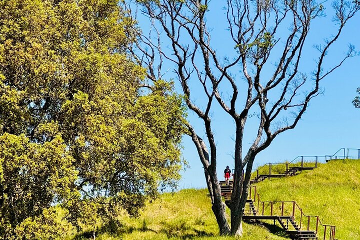 2025 Award Winning: Auckland City Highlights Half Day Tour