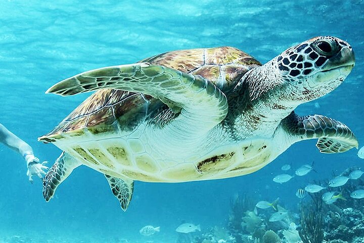 Dimaniyat Islands Snorkeling Tour