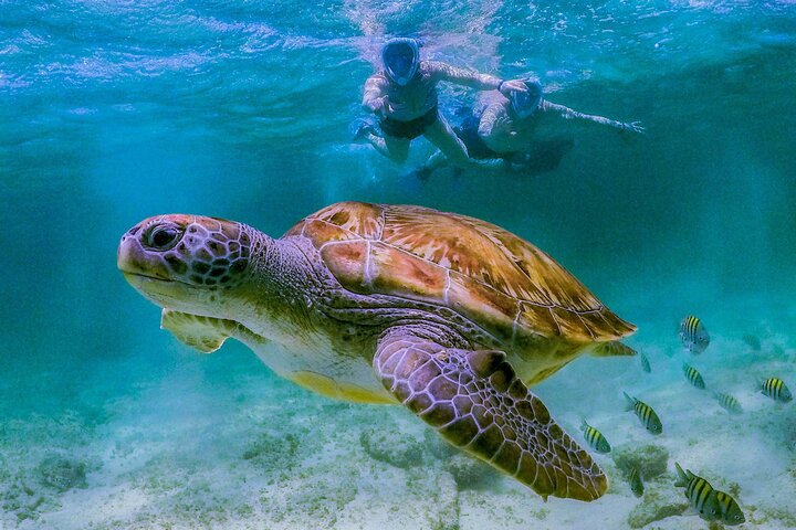 Dimaniyat Islands Snorkeling Tour