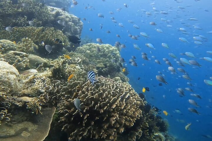 Private Snorkeling Tour of Gili Islands in Air Meno and Trawangan