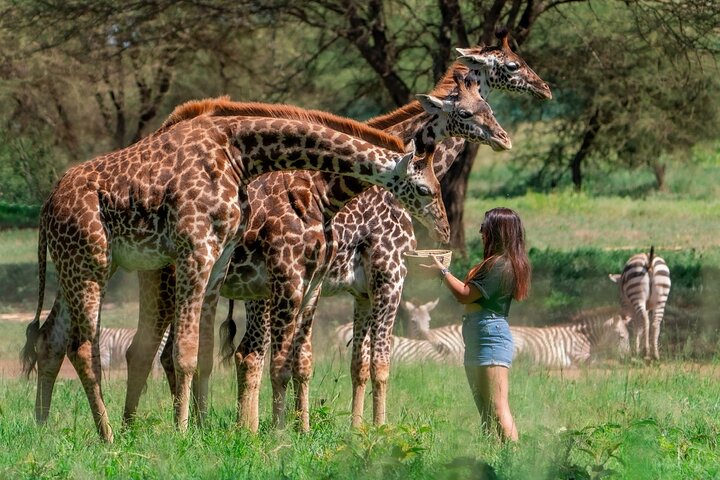 Arusha Serval Wildlife Sanctuary Tour with Pickup