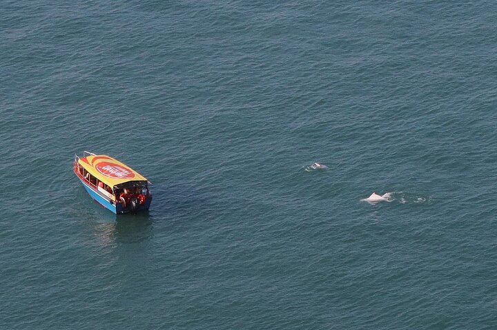 Lantau Island Bus Tour: Big Buddha, Ngong Ping & Tai O Dolphins