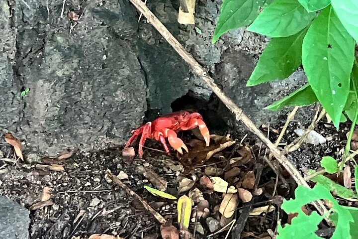 Biocultural Hiking Experience in Sayulita
