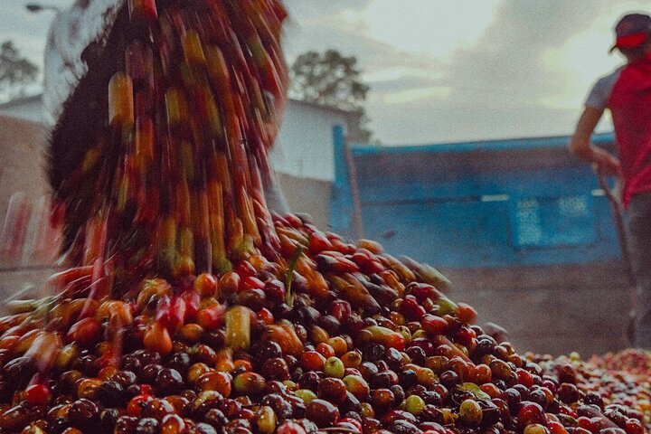 Poas Coffee tour, La Paz Falls and Poas Volcano