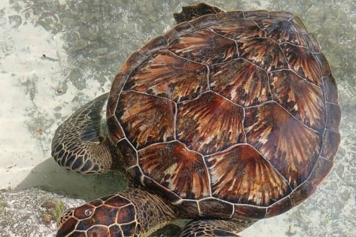 Full-Day Zanzibar Dolphins, Turtle Salaam Cave & Jozani Forest