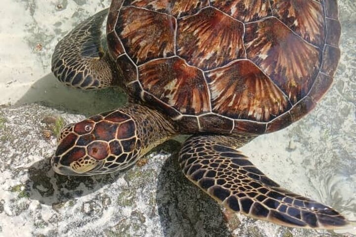 Full-Day Zanzibar Dolphins, Turtle Salaam Cave & Jozani Forest