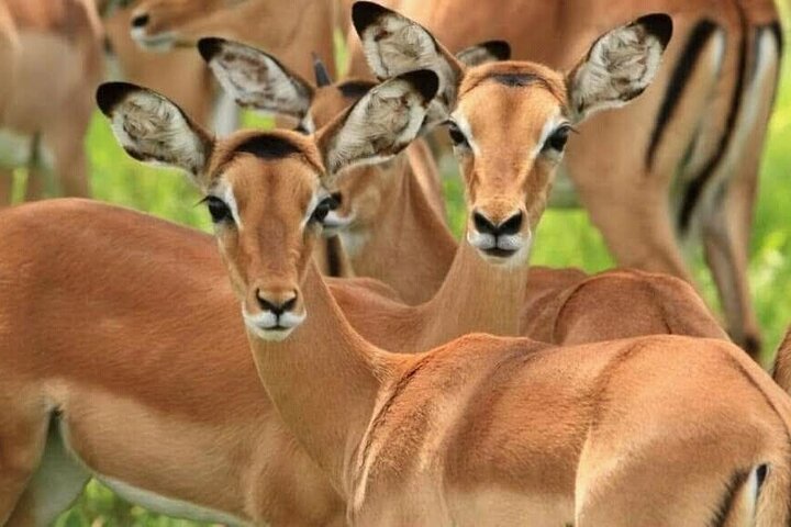1 Day Safari Tour to Mikumi National Park from Zanzibar