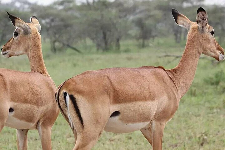 1 Day Safari Tour to Mikumi National Park from Zanzibar