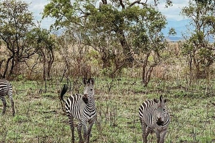 1 Day Safari Tour to Mikumi National Park from Zanzibar