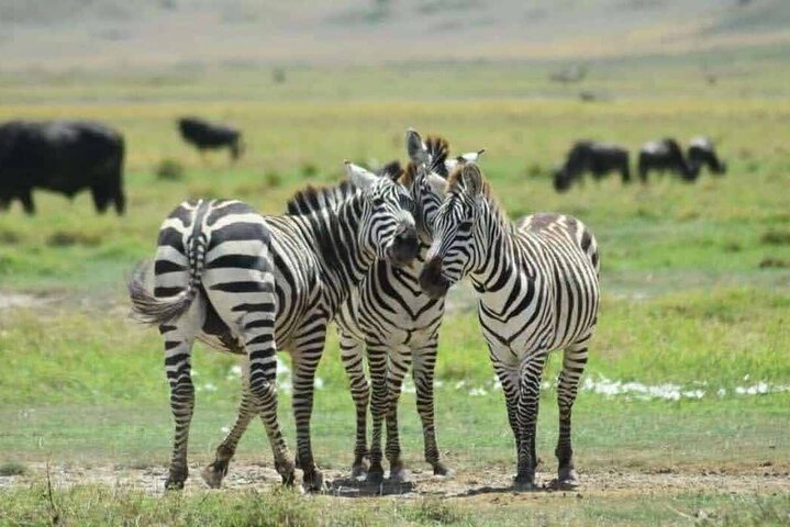 1 Day Safari Tour to Mikumi National Park from Zanzibar