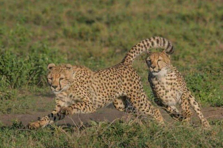 1 Day Safari Tour to Mikumi National Park from Zanzibar