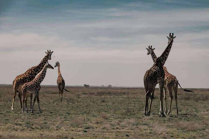 1 Day Safari Tour to Mikumi National Park from Zanzibar
