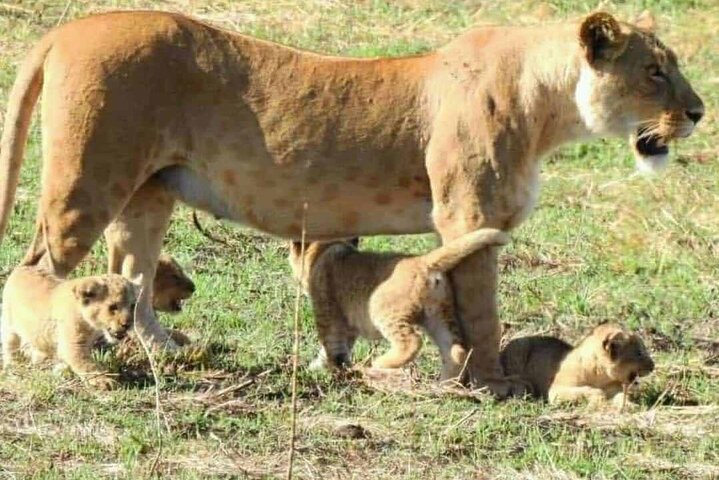 1 Day Safari Tour to Mikumi National Park from Zanzibar