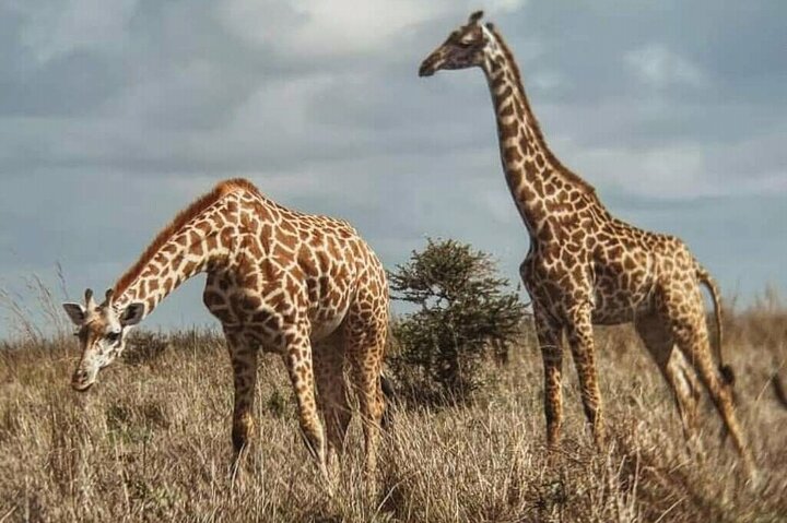 1 Day Safari Tour to Mikumi National Park from Zanzibar