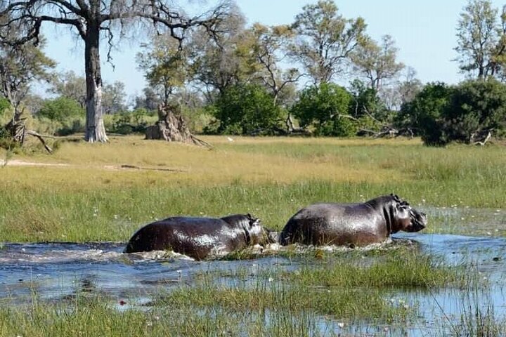 1 Day Safari Tour to Mikumi National Park from Zanzibar