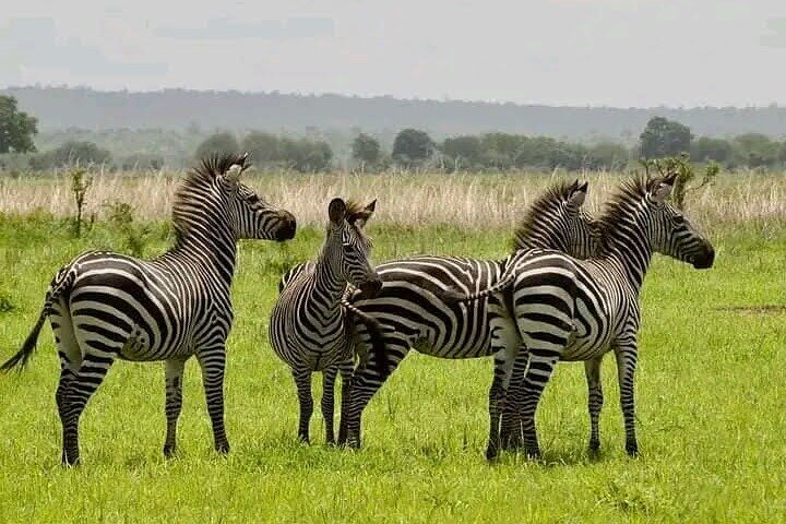 1 Day Safari Tour to Mikumi National Park from Zanzibar