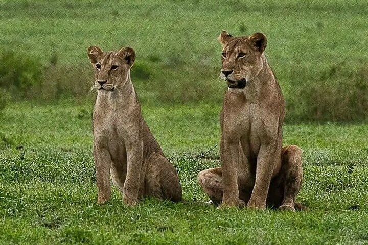 1 Day Safari Tour to Mikumi National Park from Zanzibar