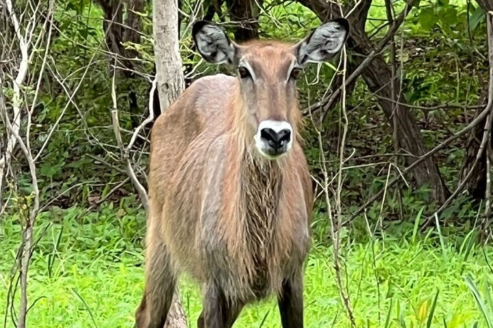 Safari adventure at Fathala Wildlife Reserve in Senegal