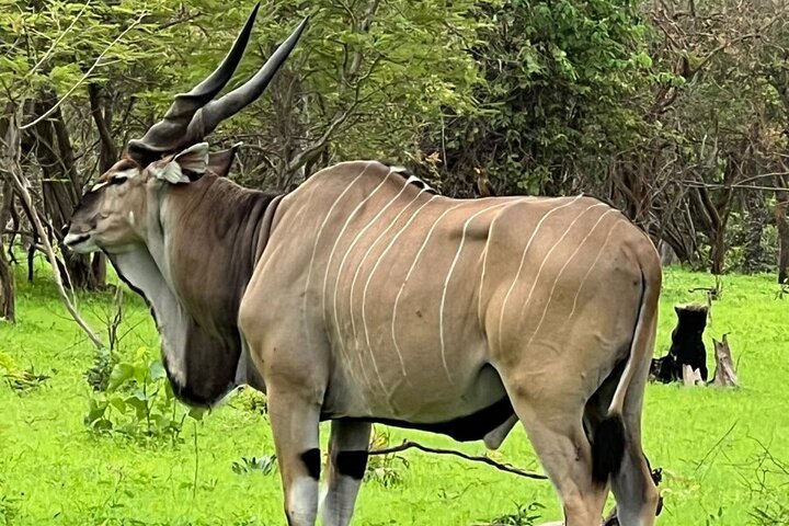 Safari adventure at Fathala Wildlife Reserve in Senegal