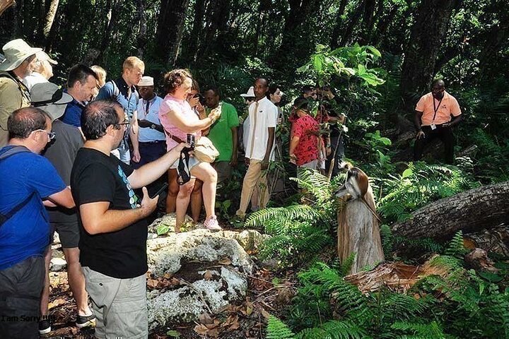 Full-Day Zanzibar Dolphins, Turtle Salaam Cave & Jozani Forest
