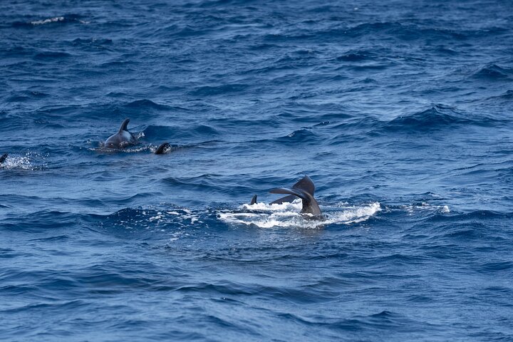 Sailing yacht half day- with Cape Verde Sailing