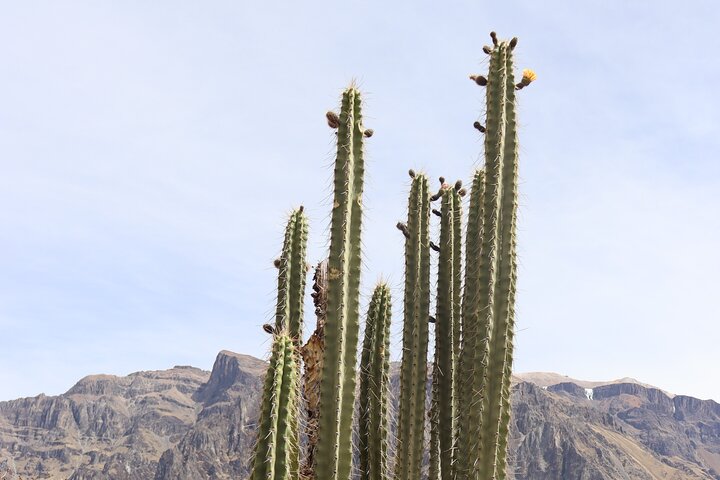 Colca Canyon Full Day Tour from Arequipa