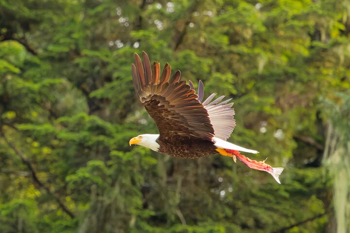 Alaska Wildlife Safari and Sightseeing Tour