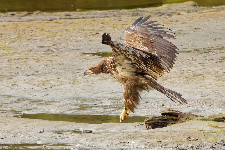 Alaska Wildlife Safari and Sightseeing Tour