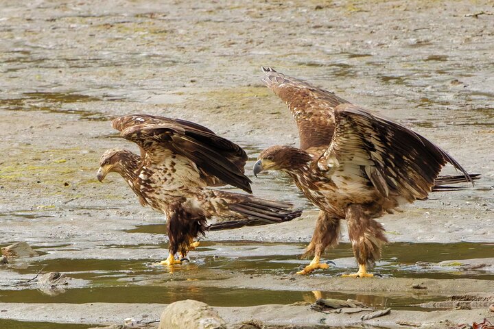 Alaska Wildlife Safari and Sightseeing Tour