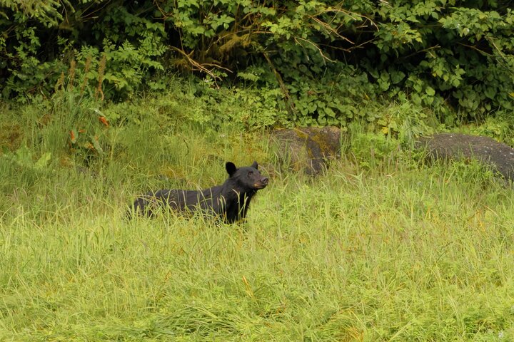 Alaska Wildlife Safari and Sightseeing Tour