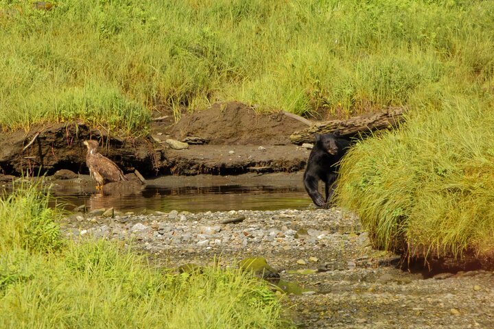 Alaska Wildlife Safari and Sightseeing Tour