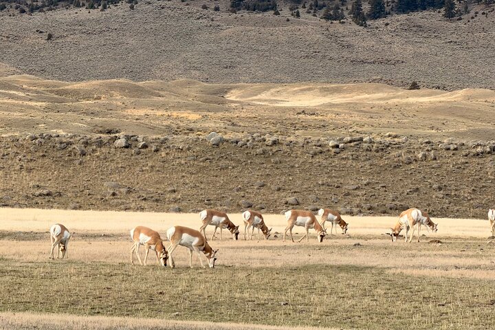 Private Guided Tour in Yellowstone National Park