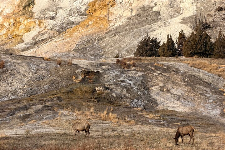 Private Guided Tour in Yellowstone National Park