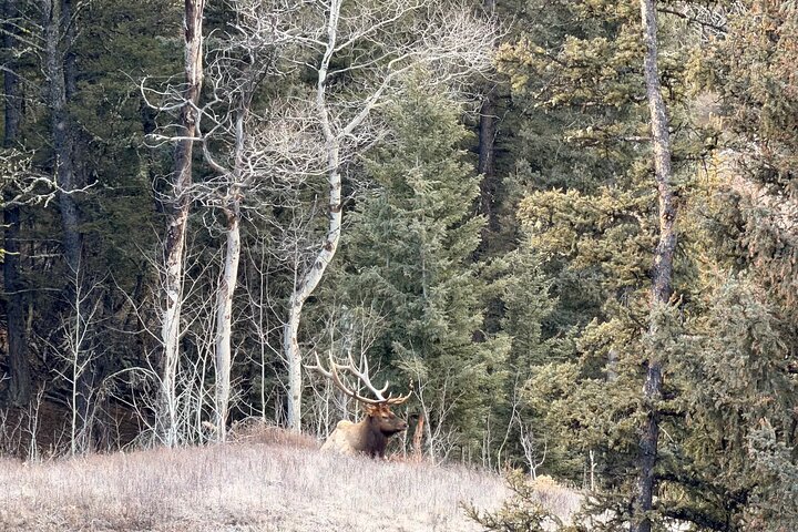 Private Guided Tour in Yellowstone National Park