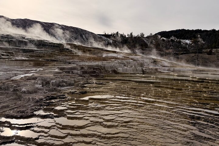 Private Guided Tour in Yellowstone National Park