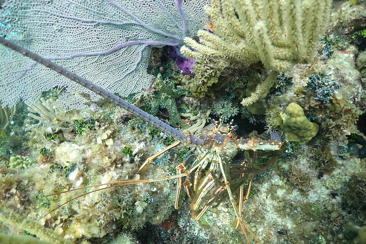 Stingray City Sandbar, Snorkel, Star fish Beach (Family operated)