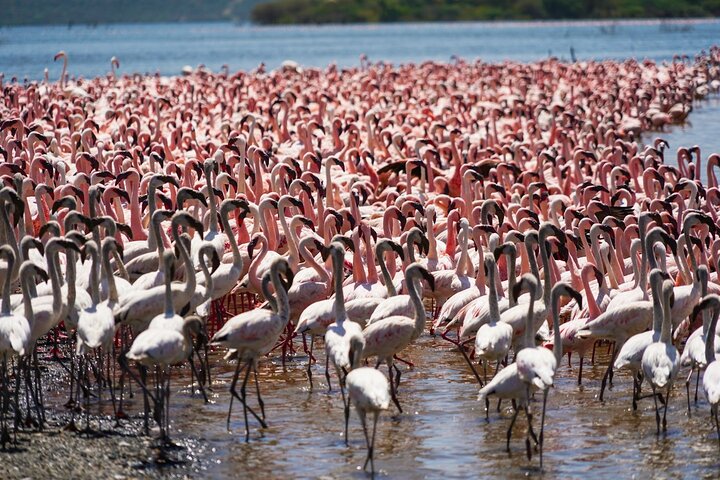 2 Day Rift Valley Birding Safari Naivasha Nakuru Baringo Bogoria