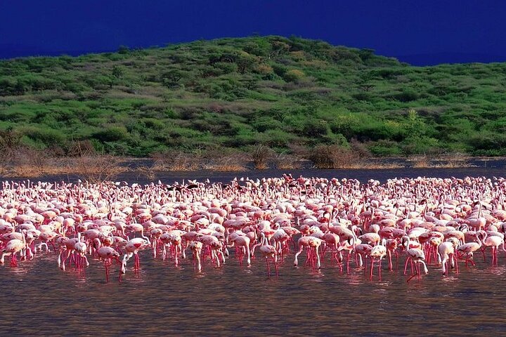 2 Day Rift Valley Birding Safari Naivasha Nakuru Baringo Bogoria