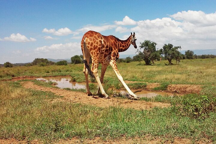 2 Day Rift Valley Birding Safari Naivasha Nakuru Baringo Bogoria