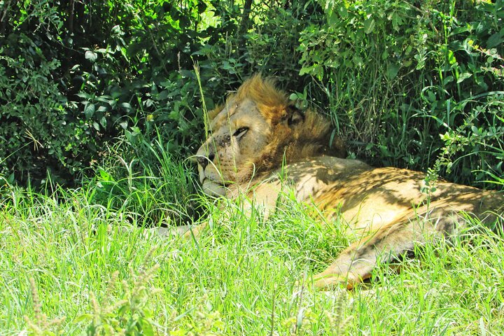 2 Day Rift Valley Birding Safari Naivasha Nakuru Baringo Bogoria