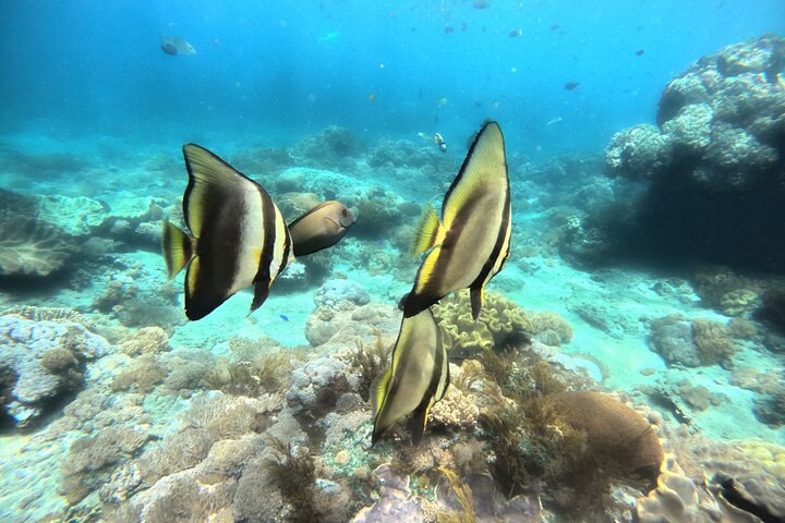 Snorkeling Day Trip To Lembongan and Penida