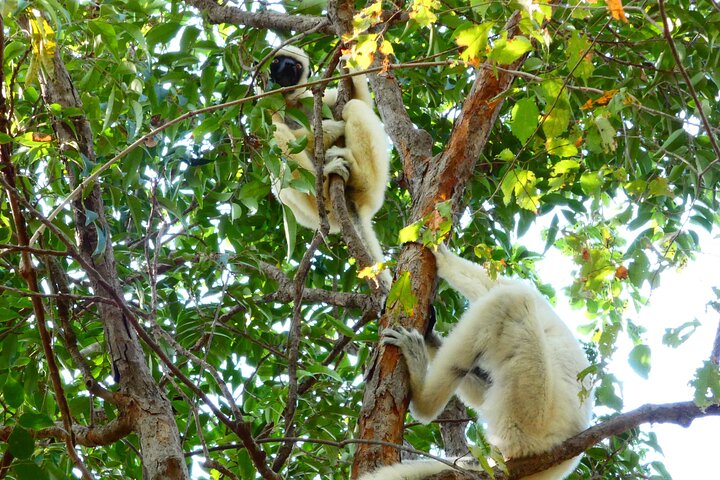 Tsingy Tour 3 Days