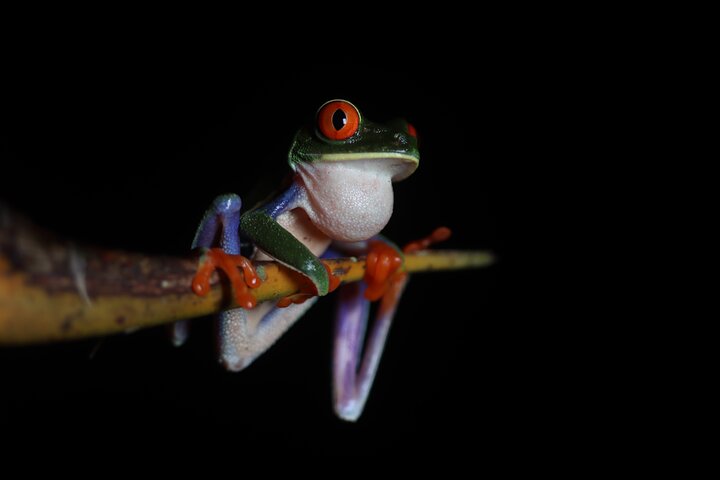 La Fortuna Night Walk at Arenal Volcano