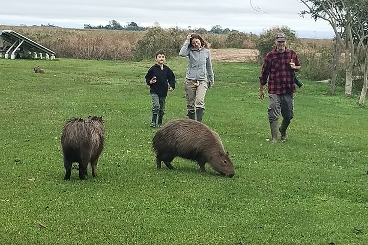 Iberá Wetlands Safari