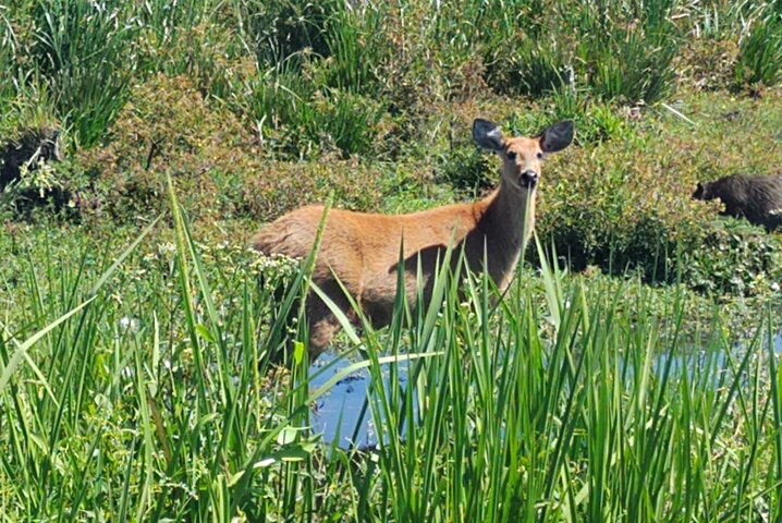 Iberá Wetlands Safari