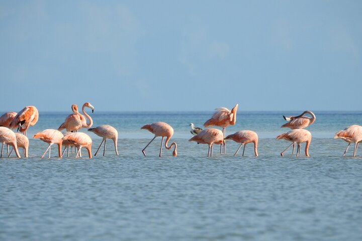 Holbox 3 Island Group Tour
