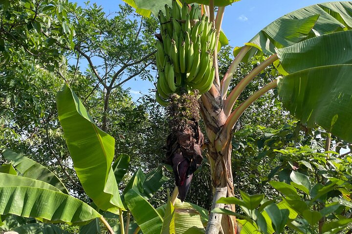 Cocoa and Tropical Fruits Farm with Fine Chocolate Experience
