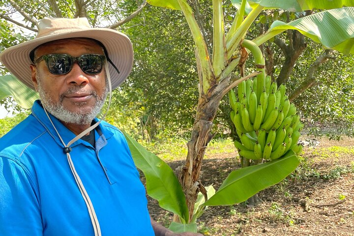 Cocoa and Tropical Fruits Farm with Fine Chocolate Experience